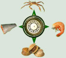 Our seafood comes from all points of the compass, including such favorites as clams, shrimp, salmon, crab